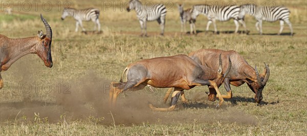 Fight between two Topi lei antelope bulls, Maasai Mara Game Reserve, Kenya, Africa