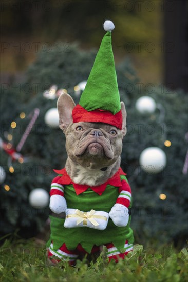 Funny lilac colored French Bulldog dog wearing a traditional cute christmas elf costume with arms holding present in front of decorated Christmas tree