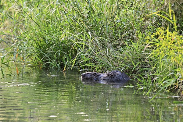 Eurasian beaver, european beaver (Castor fiber), feeding on the riverbank, Freiamt, Canton Aargau, Switzerland, Europe