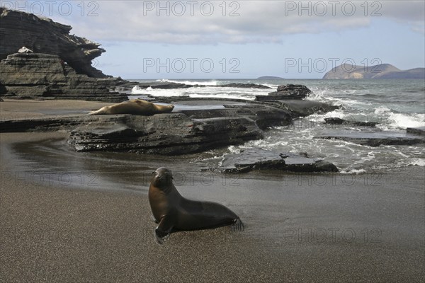 Galapagos sealions, Galápagos sea lions (Zalophus wollebaeki) on the beach of Puerto Egas on Santiago Island, San Salvador Island, Galápagos Islands, Ecuador, Latin America, South America