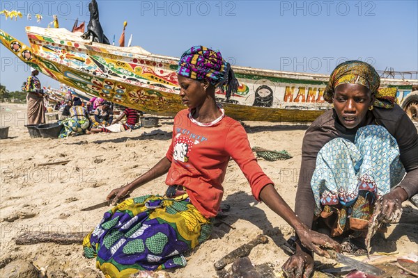 Fishermen's wives clean the freshly caught sea snails on the beach of Sanyang, Gambia, West Africa, Africa