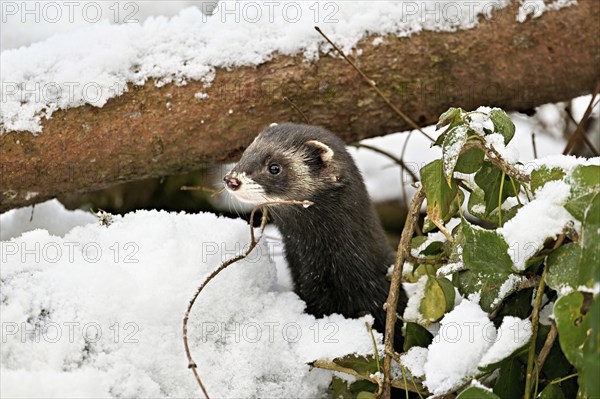 European polecat (Mustela putorius) or wood polecat, looking out of snow-covered bushes, captive, Switzerland, Europe