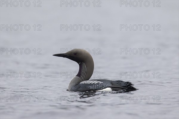 Black-throated loon, Arctic loon, black-throated diver (Gavia arctica) in breeding plumage swimming in lake in spring