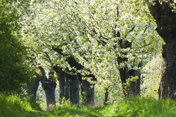 Spring in a carp tavern near Meissen