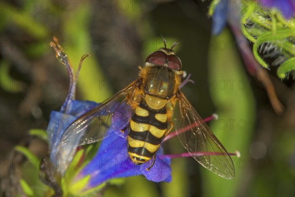 Garden hoverfly (Syrphus ribesii) male on blue viper's bugloss (Echium vulgare), Baden-Württemberg, Germany, Europe