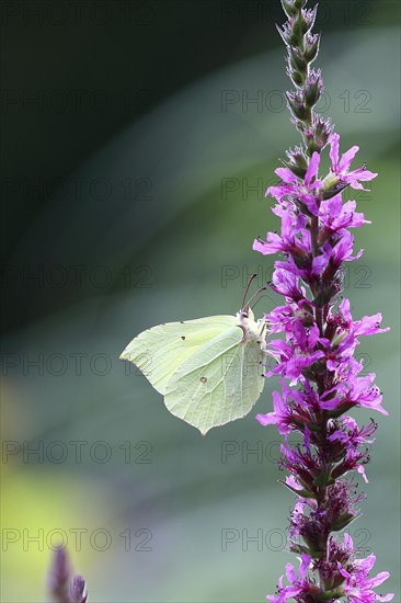 Brimstone (Gonepteryx rhamni) feeding on a flower of purple loosestrife (Lythrum salicaria), Wilden, North Rhine-Westphalia, Germany, Europe