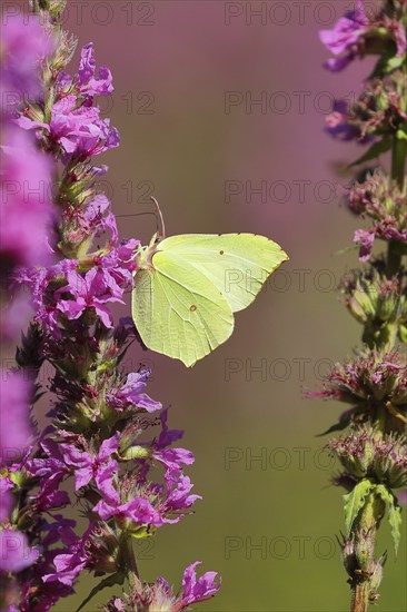 Brimstone (Gonepteryx rhamni) feeding on a flower of purple loosestrife (Lythrum salicaria), Wilden, North Rhine-Westphalia, Germany, Europe