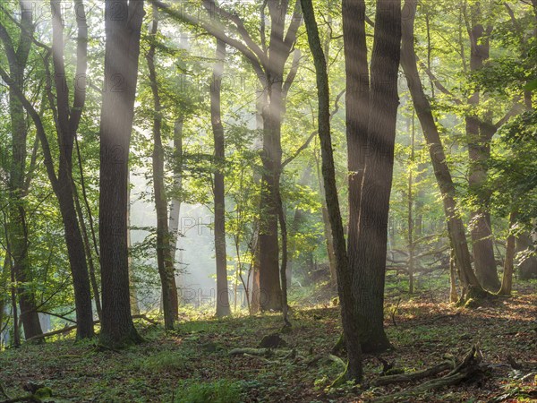 Natural oak forest in the morning light, the sun shines through the morning mist, near Freyburg (Unstrut), Saxony-Anhalt, Germany, Europe