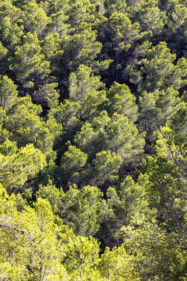 Green conifers in a pine forest near Sant Antoni de Portmany, Ibiza, Balearic Islands, Mediterranean Sea, Spain, Europe