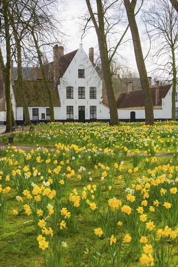 The Beguinage, Benelux, city, city trip, garden, flowers, yellow, religious, religion, West Flanders, Flanders, Middle Ages, UNESCO, textile industry, row of houses, Easter flowers, tourism, travel, history, culture, idyllic, monastery, nuns, woman, cloister, Christianity, Bruges, Belgium, Europe