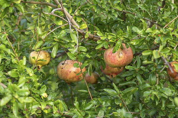 Ripe pomegranates (Punica granatum) on the tree, Genoa, Italy, Europe