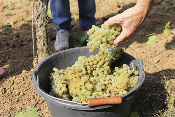 Grape grape harvest: Manual harvest of Chardonnay grapes in a vineyard in the Palatinate