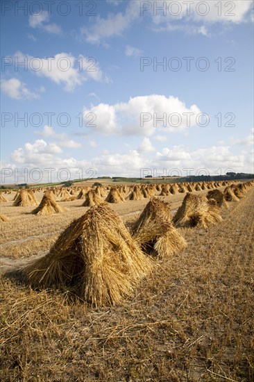 Wheat stooks harvested for thatching standing drying in a field after harvesting, Marden, Wiltshire, England, United Kingdom, Europe