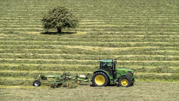 Hay harvest, in a meadow near Duisburg-Baerl, tractor with roundabout tedder, a hay tedder that piles up the cut grass in strips so that it can later be picked up and utilised, North Rhine-Westphalia, Germany, Europe