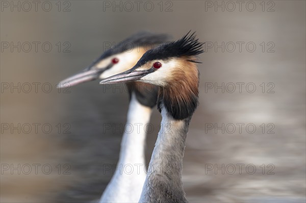 Great Crested Grebe (Podiceps cristatus), pair, during courtship, portrait, both synchronised, swimming on the lake, Lake Phoenix, Dortmund, Germany, Europe