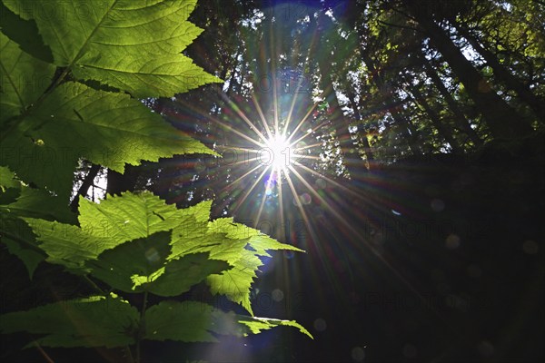 Sun shining through the Pacific rainforest, Vancouver Island