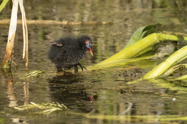 Moorhen (Gallinula chloropus) juvenile baby bird balancing on a reed stem on water of a pond in the summer, Norfolk, England, United Kingdom, Europe