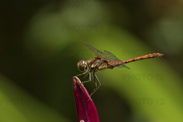 Common darter dragonfly (Sympetrum striolatum) adult male insect resting on a garden lily flower, Suffolk, England, United Kingdom, Europe