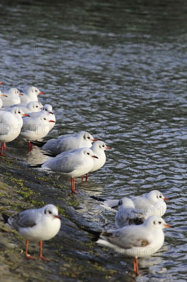 Gulls (Larinae) on the Elbe in winter, Saxony, Germany, Europe