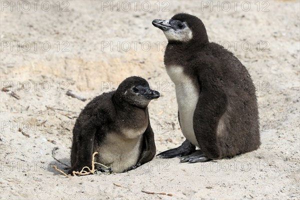 African penguin (Spheniscus demersus), two juveniles, Boulders Beach, Simonstown, Western Cape, South Africa, Africa