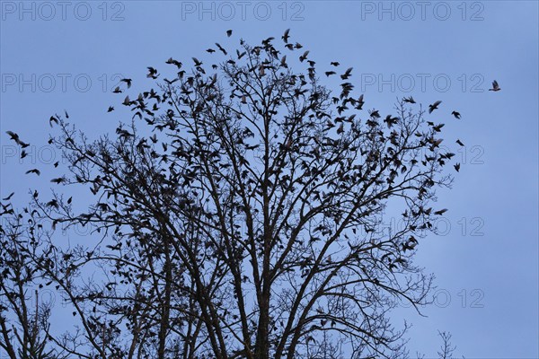 Flock of starlings flying from treetops at dusk, Switzerland, Europe