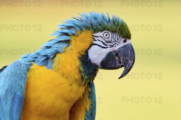 Blue and yellow macaw (Ara ararauna), captive, Lower Saxony, Germany, Europe