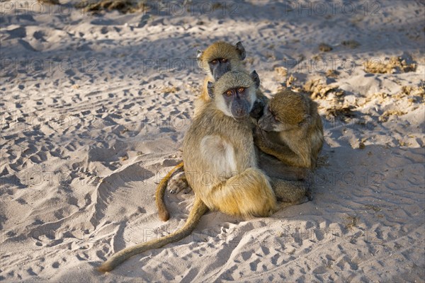 Three baboons sitting together in the sand while radiating a sense of security, chacma baboon (Papio ursinus), Kasane, Chobe River National Park, Botswana, Africa