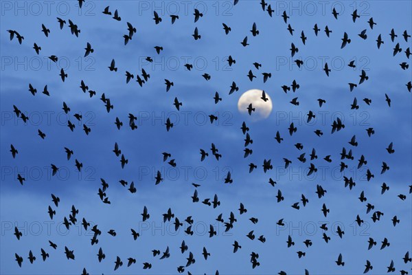 Flock of starlings in flight in front of full moon, Switzerland, Europe