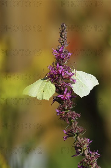 Two brimstone (Gonepteryx rhamni) feeding on a flower of purple loosestrife (Lythrum salicaria), Wilden, North Rhine-Westphalia, Germany, Europe