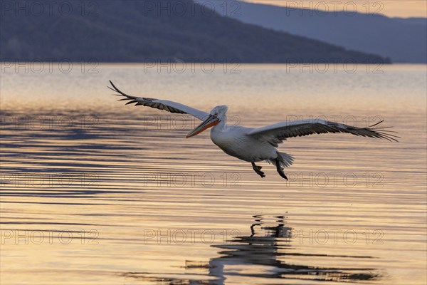 Dalmatian Pelican (Pelecanus crispus), flying in the evening light, magnificent plumage, Lake Kerkini, Greece, Europe