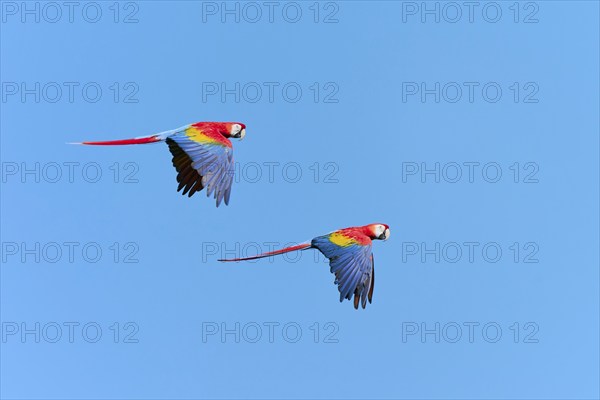 Scarlet Macaw (Ara macao) in flight, captive, Lower Saxony, Germany, Europe