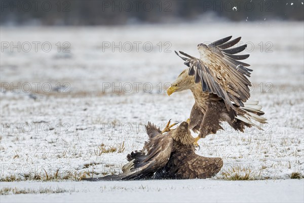 White-tailed eagle (Haliaeetus albicilla) foraging on a floodplain, large expanse of water, lake landscape, adult bird, food envy, fight, winter with snow and frost, Kampinoski National Park, Poland, Europe