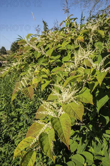 Flowering Japanese Knotweed (Fallopia Japonica), an invasive piece in a forest clearing in Ystad, Scania, Sweden, Scandinavia, Europe