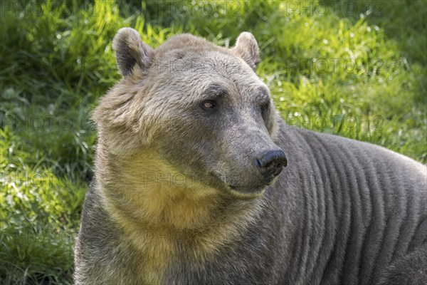 Polar bear, brown bear hybrid, polar bear-grizzly bear hybrid also called grolar bear, pizzly bear, nanulak, rare ursid hybrid