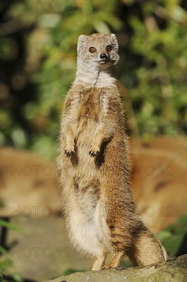 Yellow mongoose (Cynictis penicillata), captive, occurrence in Africa