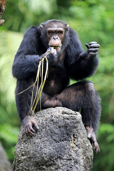 Chimpanzee (Pan troglodytes troglodytes), adult male, used, tool, termite mound Africa