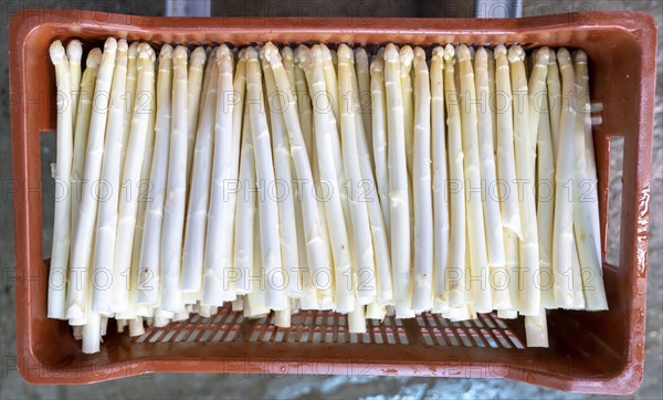 Asparagus farm, white asparagus is washed, cut and sorted by quality after harvesting, near Dormagen, Rhineland, North Rhine-Westphalia, Germany, Europe