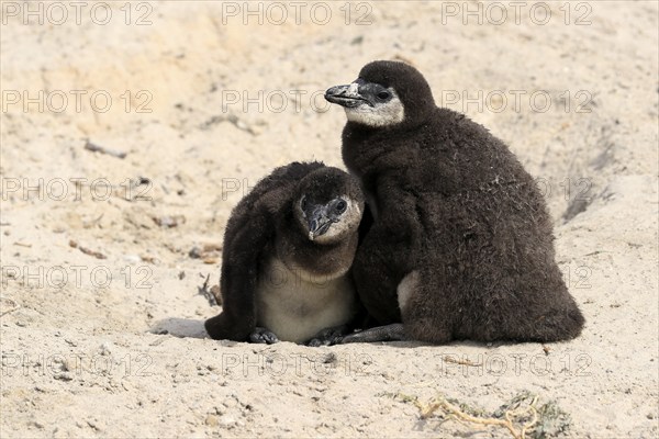 African penguin (Spheniscus demersus), two juveniles, Boulders Beach, Simonstown, Western Cape, South Africa, Africa