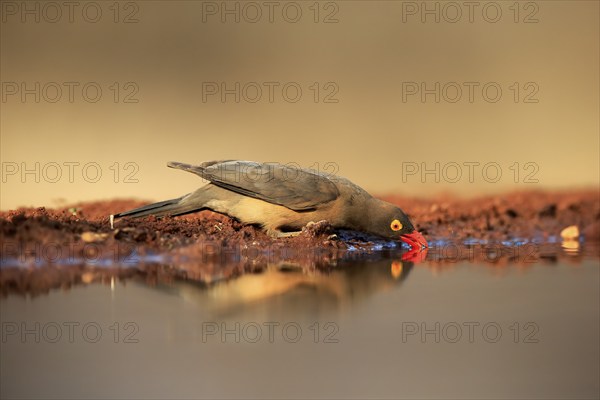 Red-billed oxpecker (Buphagus erythrorhynchus), adult, at the water, drinking, alert, Kruger National Park, Kruger National Park, Kruger National Park South Africa