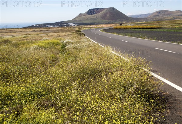 Road leading to cone of Mount Corona volcano and Ye village, Haria, Lanzarote, Canary Islands, Spain, Europe