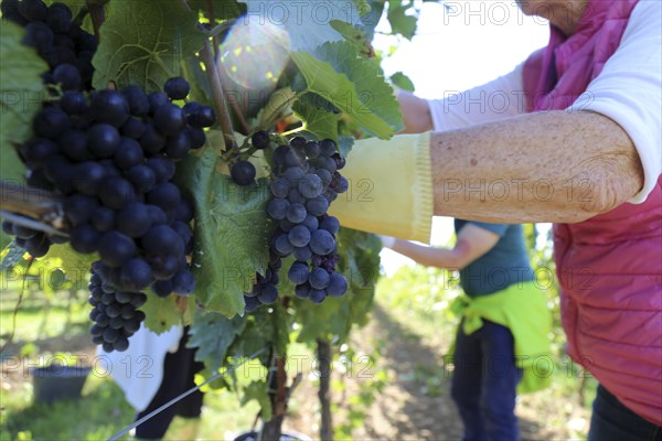 Grape grape harvest: Hand-picking Pinot Noir grapes in the Palatinate (Norbert Groß Winery, Meckenheim)