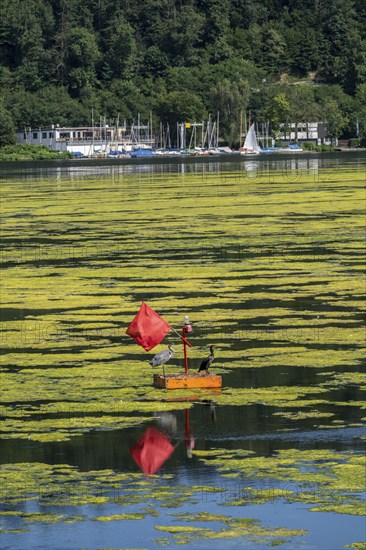 Buoy on the regatta course on Lake Baldeney, cormorant and heron hang out, the area is colonised by a carpet of plants and cannot be used, proliferating aquatic plant Elodea, waterweed, an invasive species, the fast-growing aquatic plant proliferates on large parts of the Ruhr reservoir, increased water temperatures accelerate growth, leisure boat traffic is severely impaired, Essen, North Rhine-Westphalia, Germany, Europe