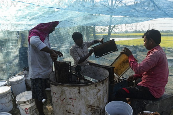 Bee keepers working in a bee farm near a masturd field in a village in Barpeta district of Assam in India on Wednesday 22 December 2021. The beekeeping business is one of the most profitable businesses in India. India has more than 3.5 million bee colonies. Indian apiculture market size is expected to reach a value of Rs 33, 128 million by 2024