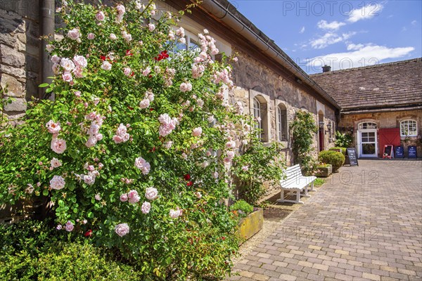 Climbing roses in the courtyard of Hämelschenburg Castle, Weser Renaissance castle, municipality of Emmerthal, Emmer, Emmental, Weserbergland, Lower Saxony, Germany, Europe