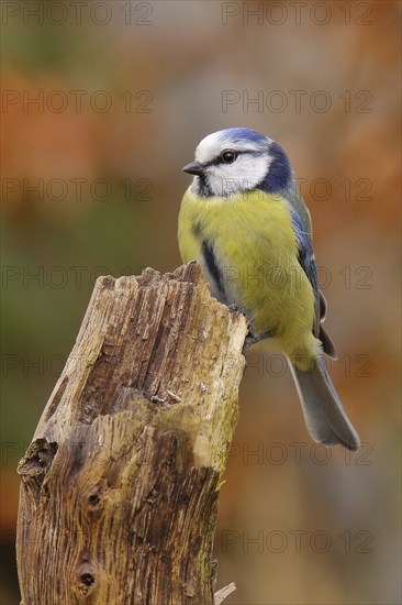 Blue tit (Parus caeruleus), sitting on an old tree stump in autumn forest, Wilnsdorf, North Rhine-Westphalia, Germany, Europe