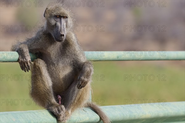 Chacma baboon (Papio ursinus), adult male, looking at camera, sitting casually on the guardrail of the bridge, overlooking the Olifants River, Kruger National Park, South Africa, Africa