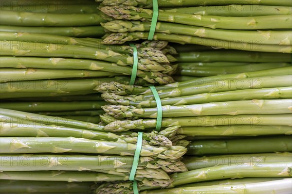 Asparagus farm, green asparagus is washed, cut and sorted by quality after harvesting, near Dormagen, Rhineland, North Rhine-Westphalia, Germany, Europe