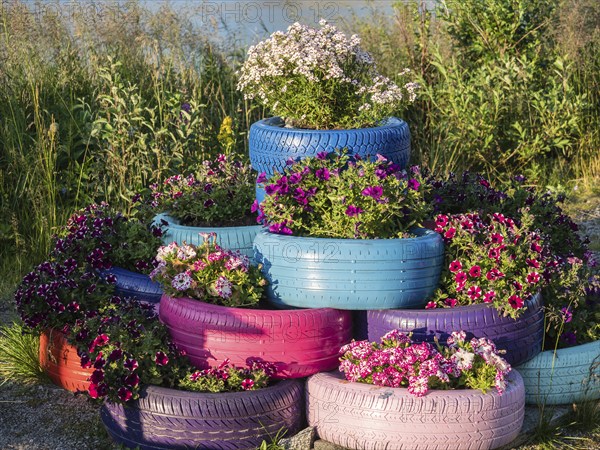 Rest stop, rest area, at the Mefjord, flowers planted in old tires, blomstering, island Senja, Troms, Norway, Europe