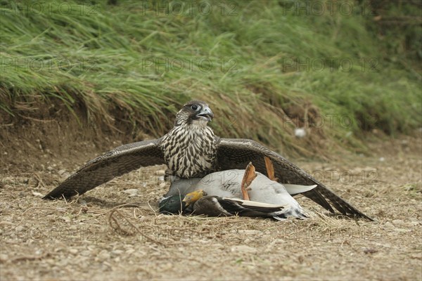 Gerfalcon (Falco rusticolus) young mallard with mallard drake (Anas platyrhynchos) Allgäu, Bavaria, Germany, Allgäu, Bavaria, Germany, Europe