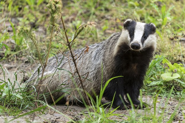 A badger sits in a green wooded environment with dense plants and meadow, european badger (Meles meles), Germany, Europe